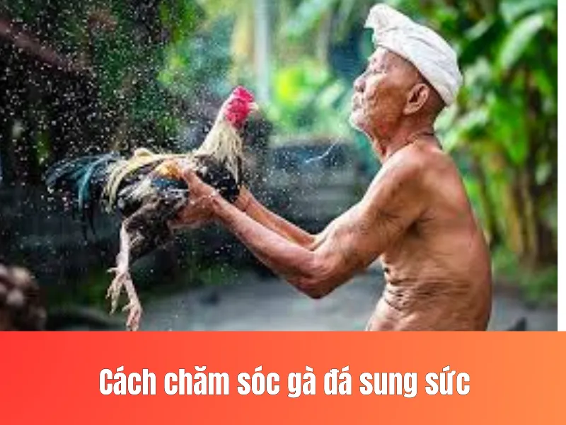 chăm sóc gà đá