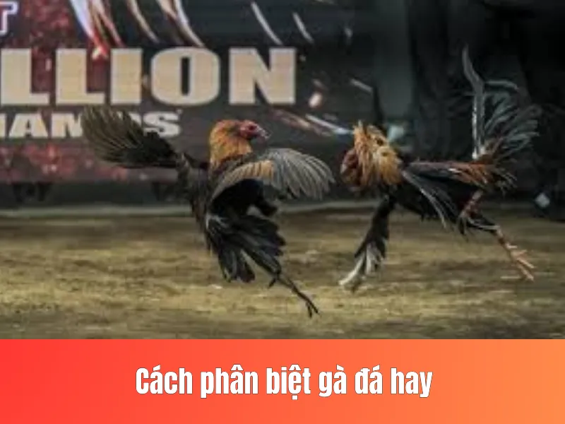 gà đá hay
